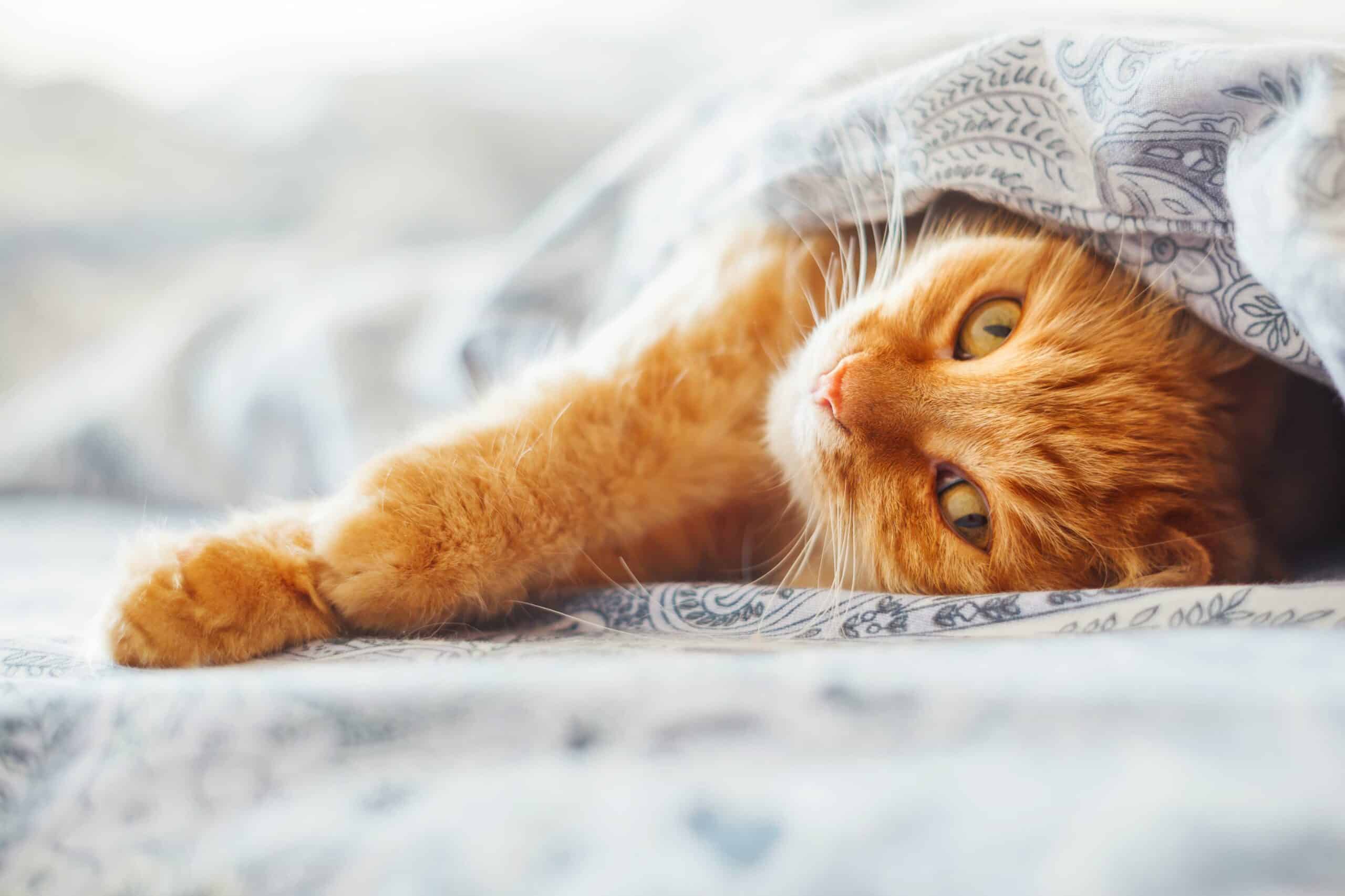 Preparing for Your Pet’s Medical Boarding Stay