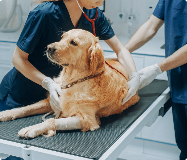 To Our Veterinary Colleagues