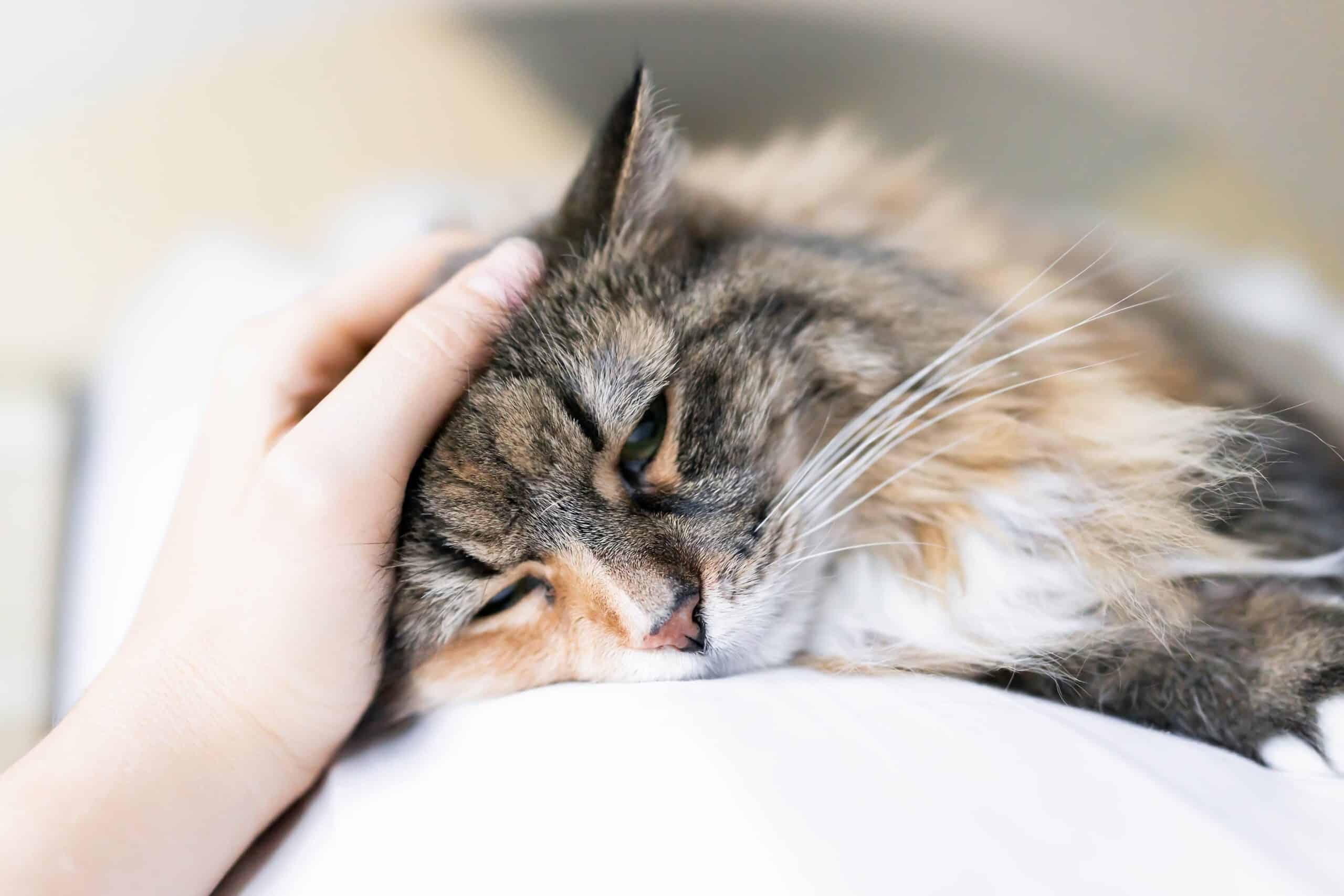 Understanding Pain in Pets