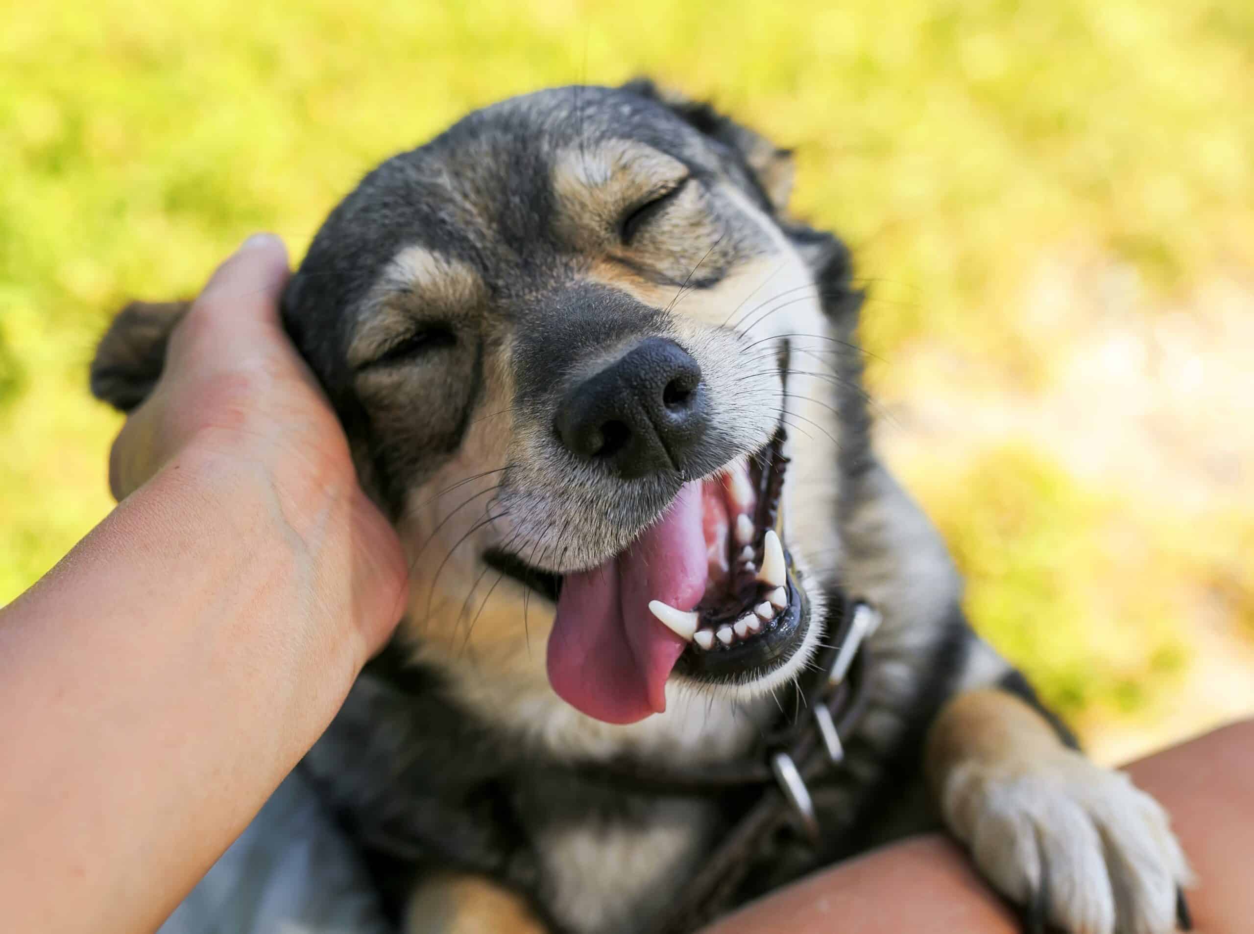 We Are Here For You And Your Pet