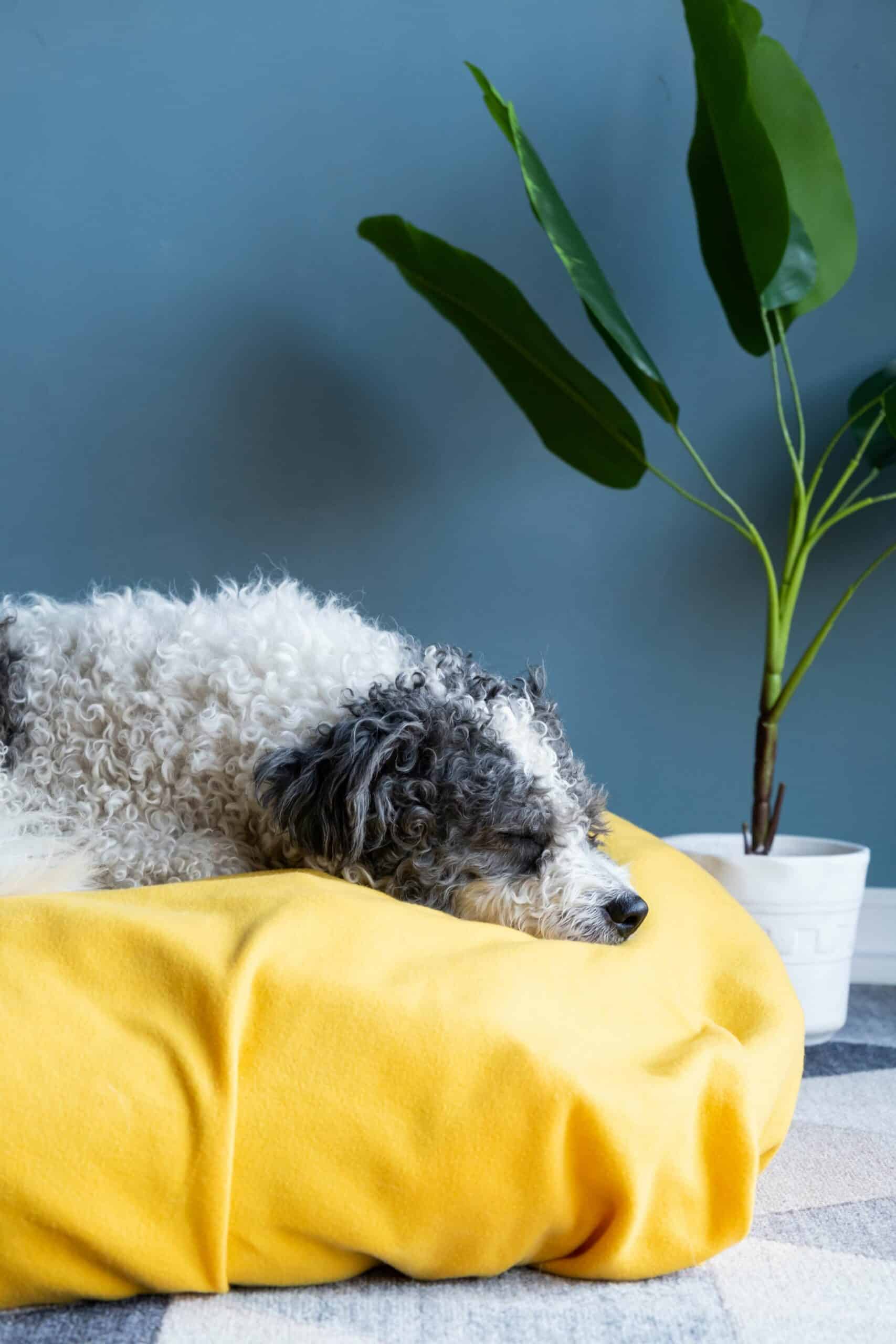 When Does Your Pet Need Advanced Diagnostics?
