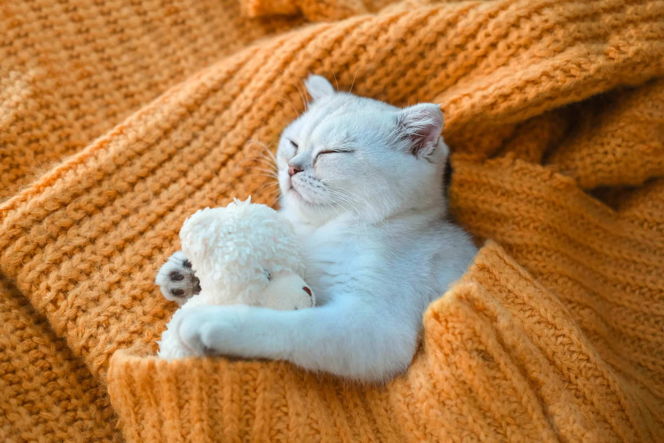 Why Choose Medical Boarding for Your Pet?