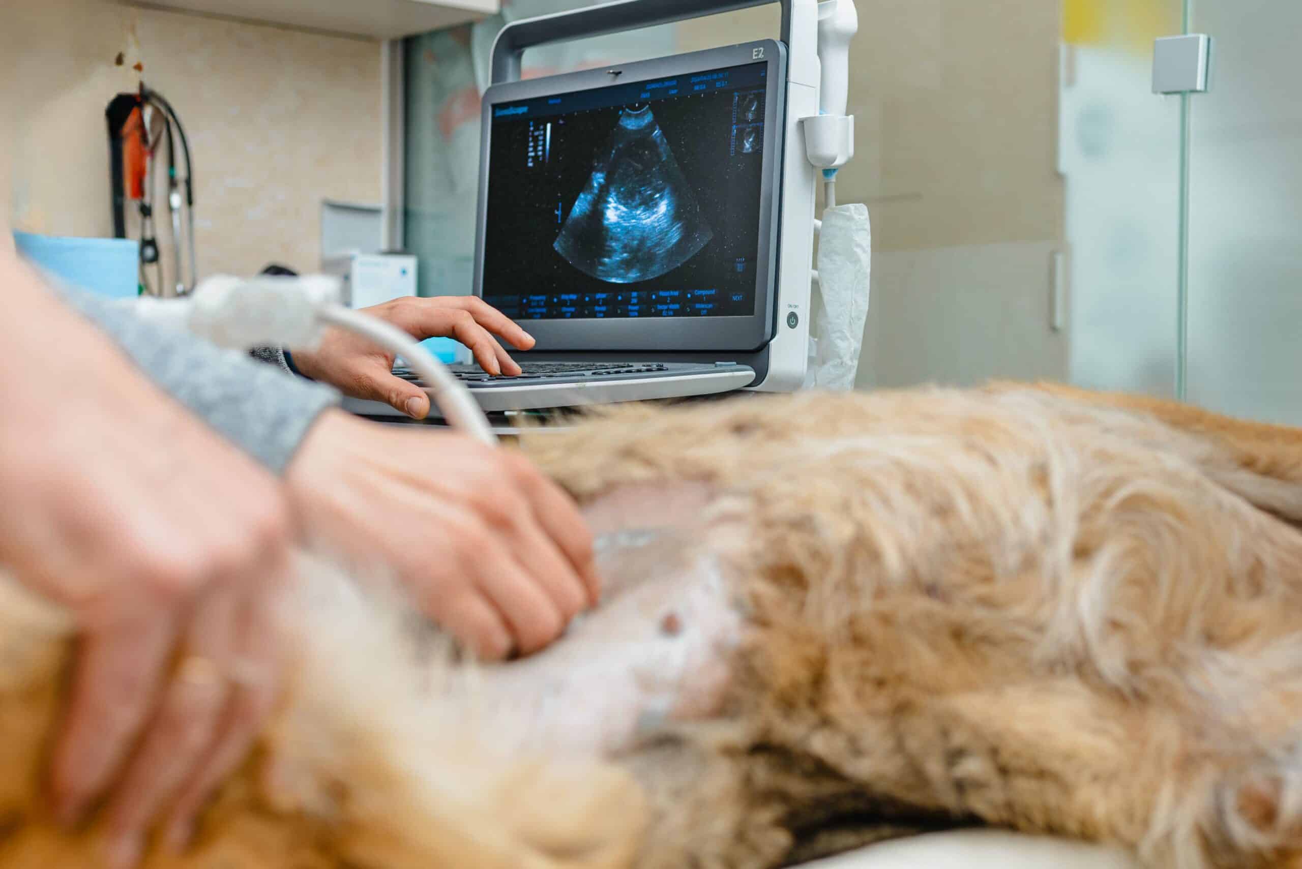 Why Choose Us for Pet Diagnostics in Ormond Beach?