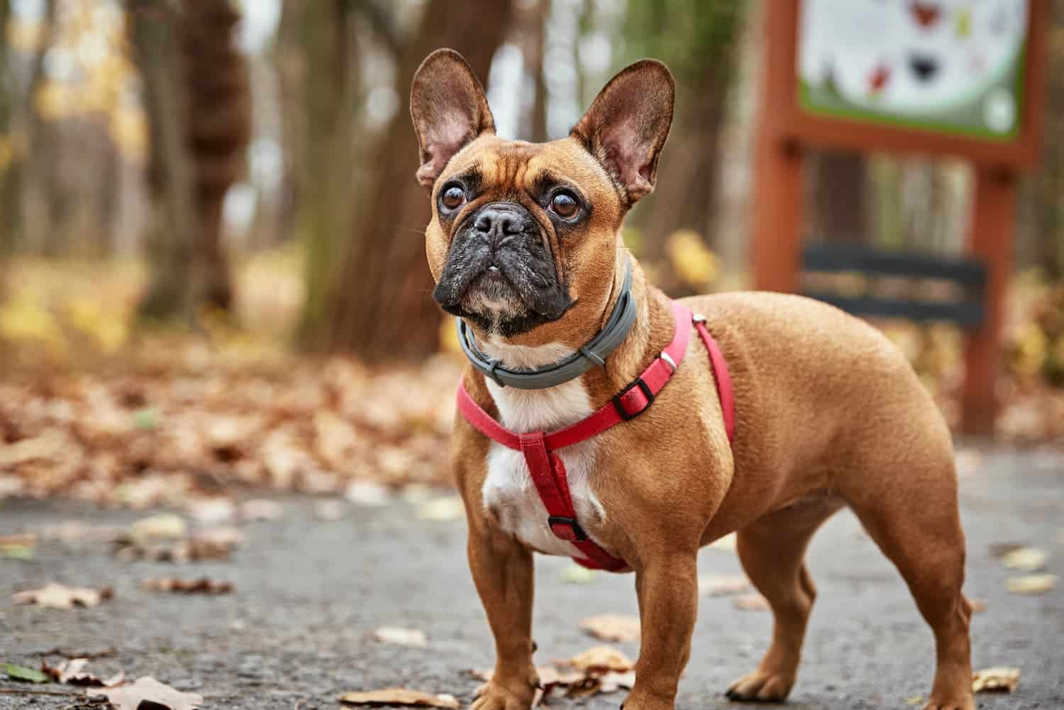 What to Do If Your Pet Eats a Toxic Autumn Treat