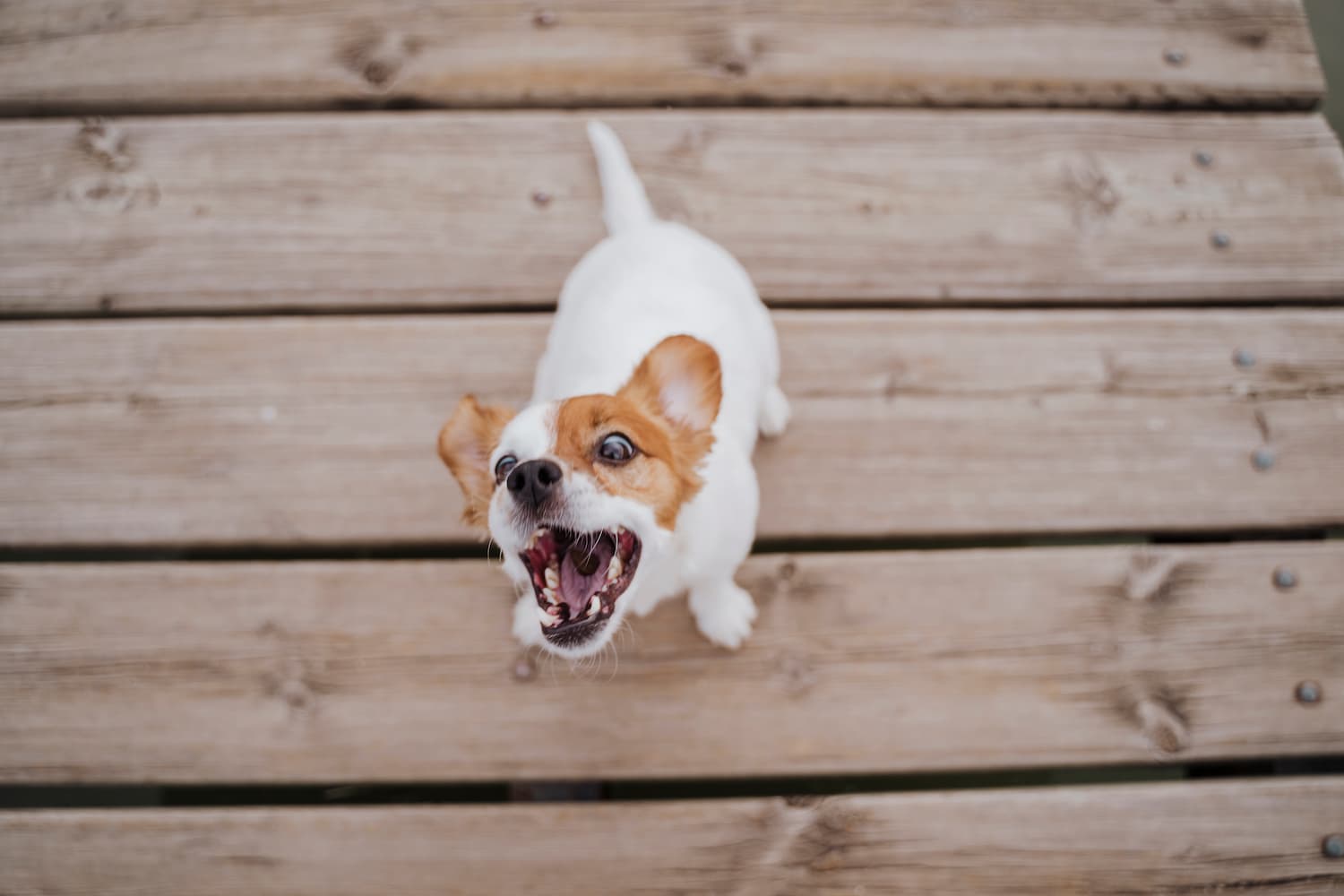 Preventing and Responding to Dog Bites: A Guide for Pet Owners in Volusia and Flagler Counties